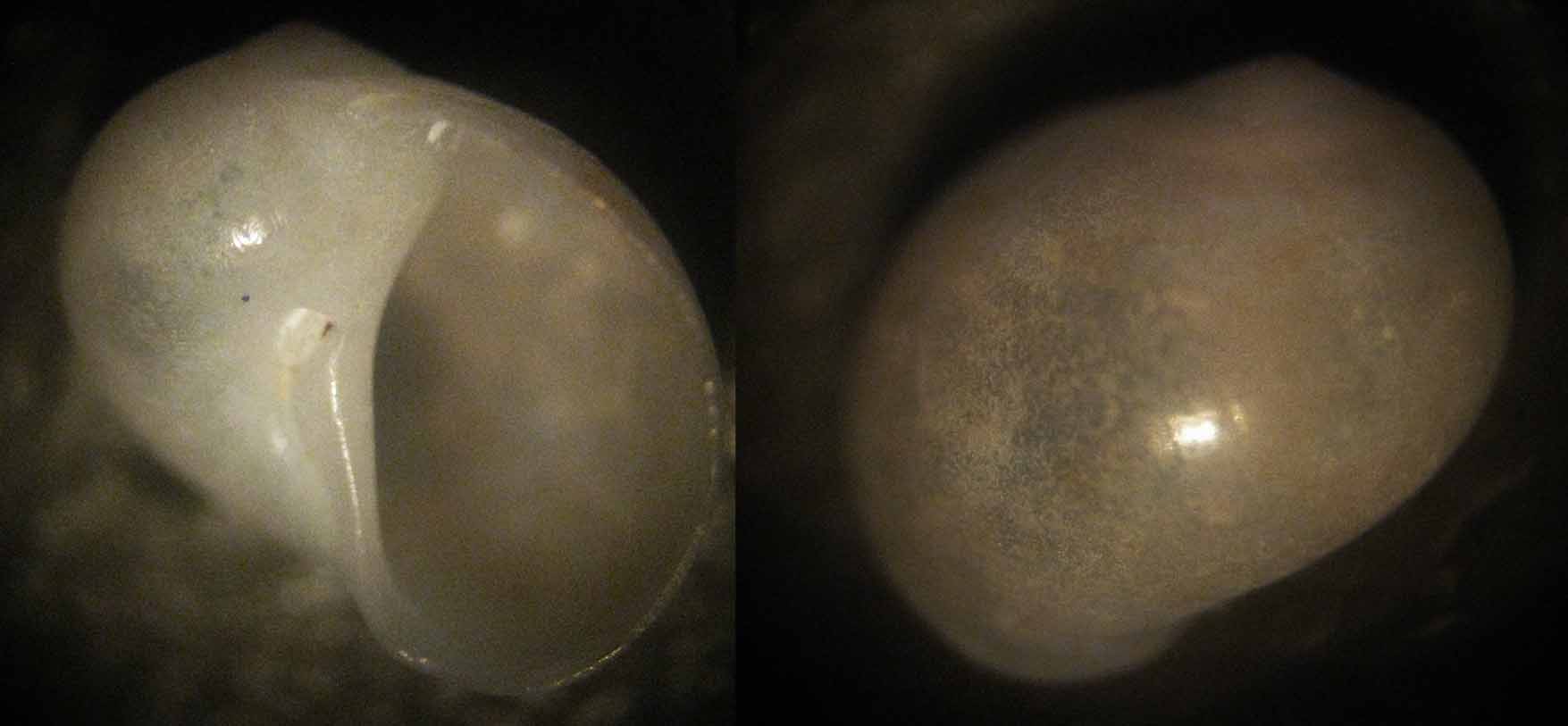 Cryptonatica operculata juv?